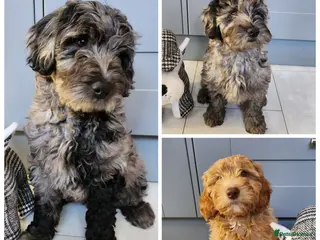 Australian Labradoodle dogs *READY TO GO* 💕Australian Labradoodle Puppies💕 - Advert 3