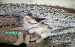 Mixed Breed cats for sale: Ragdoll Turkish angora mix  - Image 8