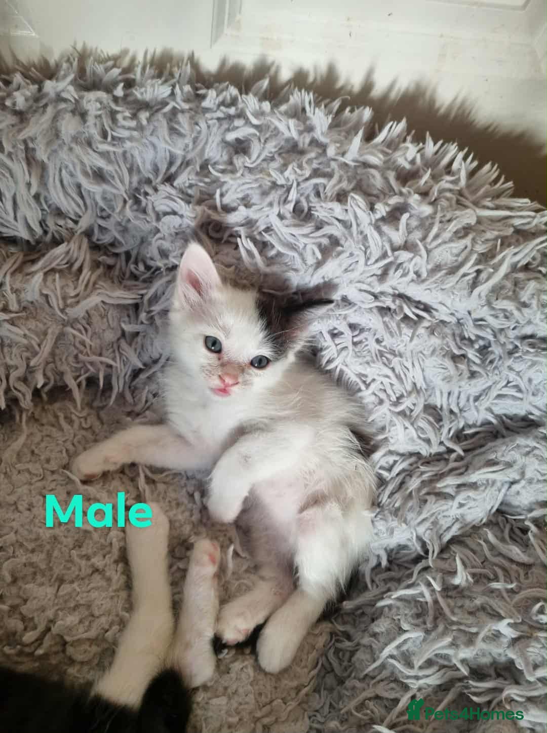 Mixed Breed cats for sale: Ragdoll Turkish angora mix  - Image 8