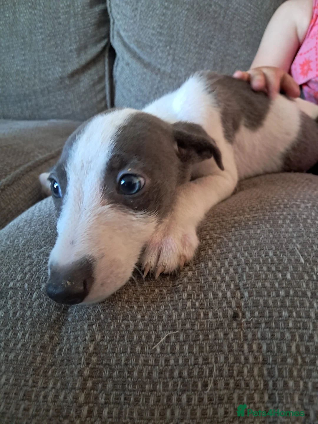 Mixed Breed dogs for sale: Bedlington whippet puppies  in Walsall - Advert 1