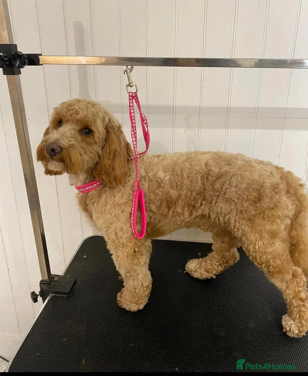 Cockapoo dogs for stud: Proven Red F1 Cockapoo Stud in Belfast - Advert 2