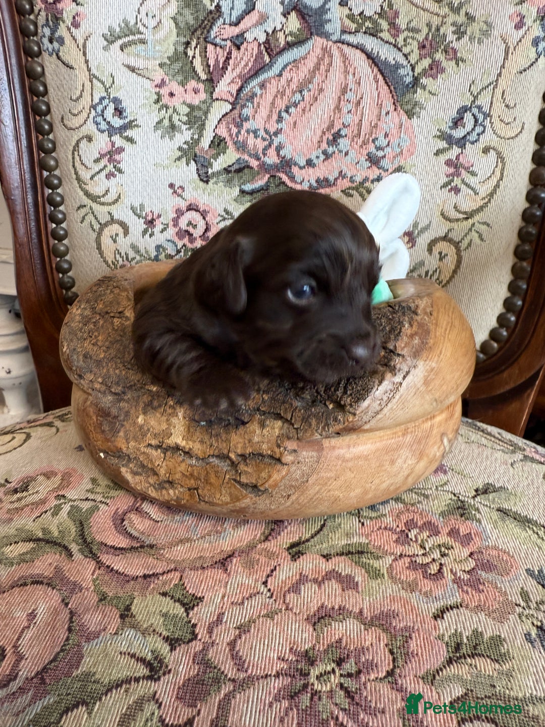 Shihpoo dogs for sale: ✨ Beautiful Shihpoo Puppies ✨  - Image 8