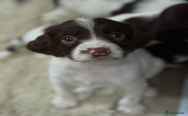 English Springer Spaniel dogs - Advert 1