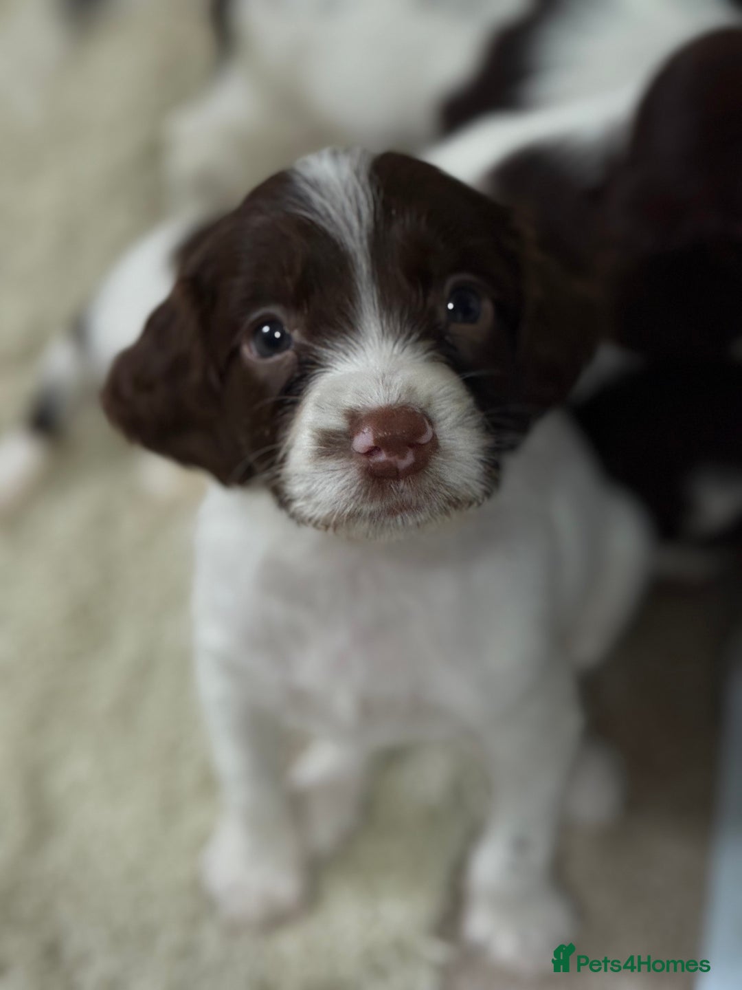 English Springer Spaniel dogs for sale: Springer spaniel puppies for sale - Image 1