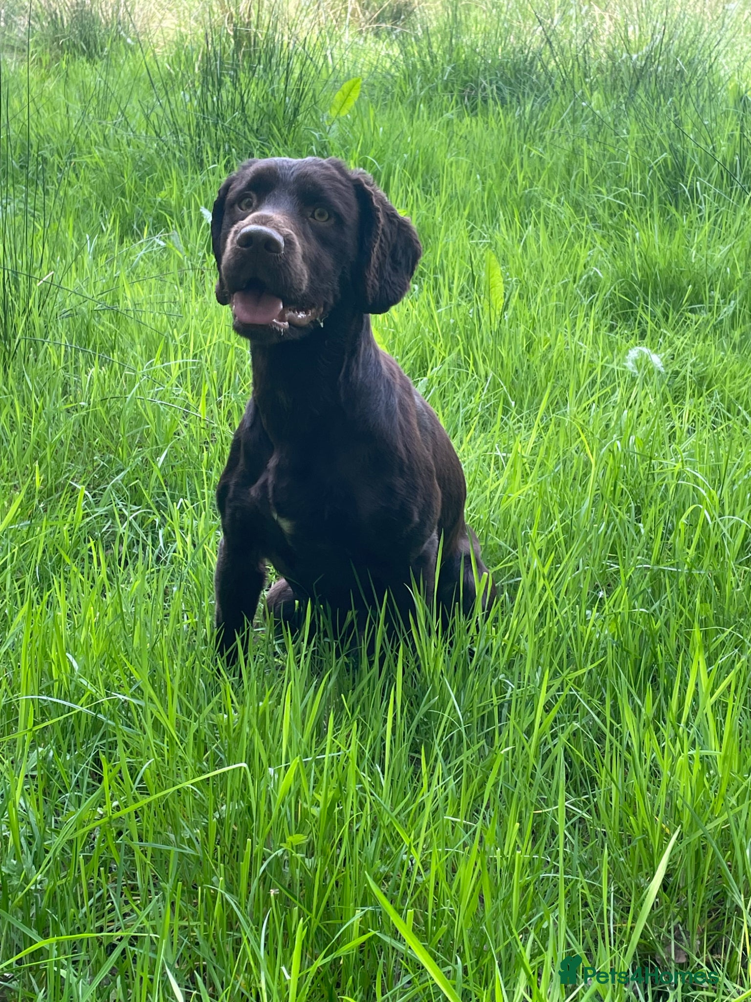 Cocker Spaniel dogs KC reg. proven working cocker spaniel - Advert 23