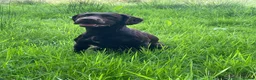 Cocker Spaniel dogs for stud: KC reg. proven working cocker spaniel - Advert 1