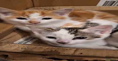 Mixed Breed cats Beautiful half ragdoll kittens for sale - Advert 4