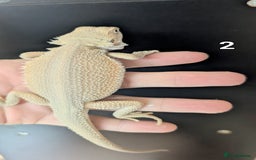 Bearded Dragon reptiles for sale: Witblits Bearded Dragon Babies ready now  - Image 4