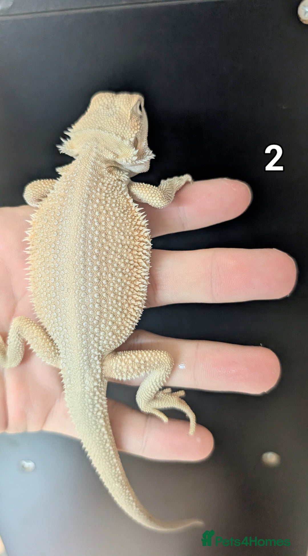 Bearded Dragon reptiles for sale: Witblits Bearded Dragon Babies ready now  - Image 4