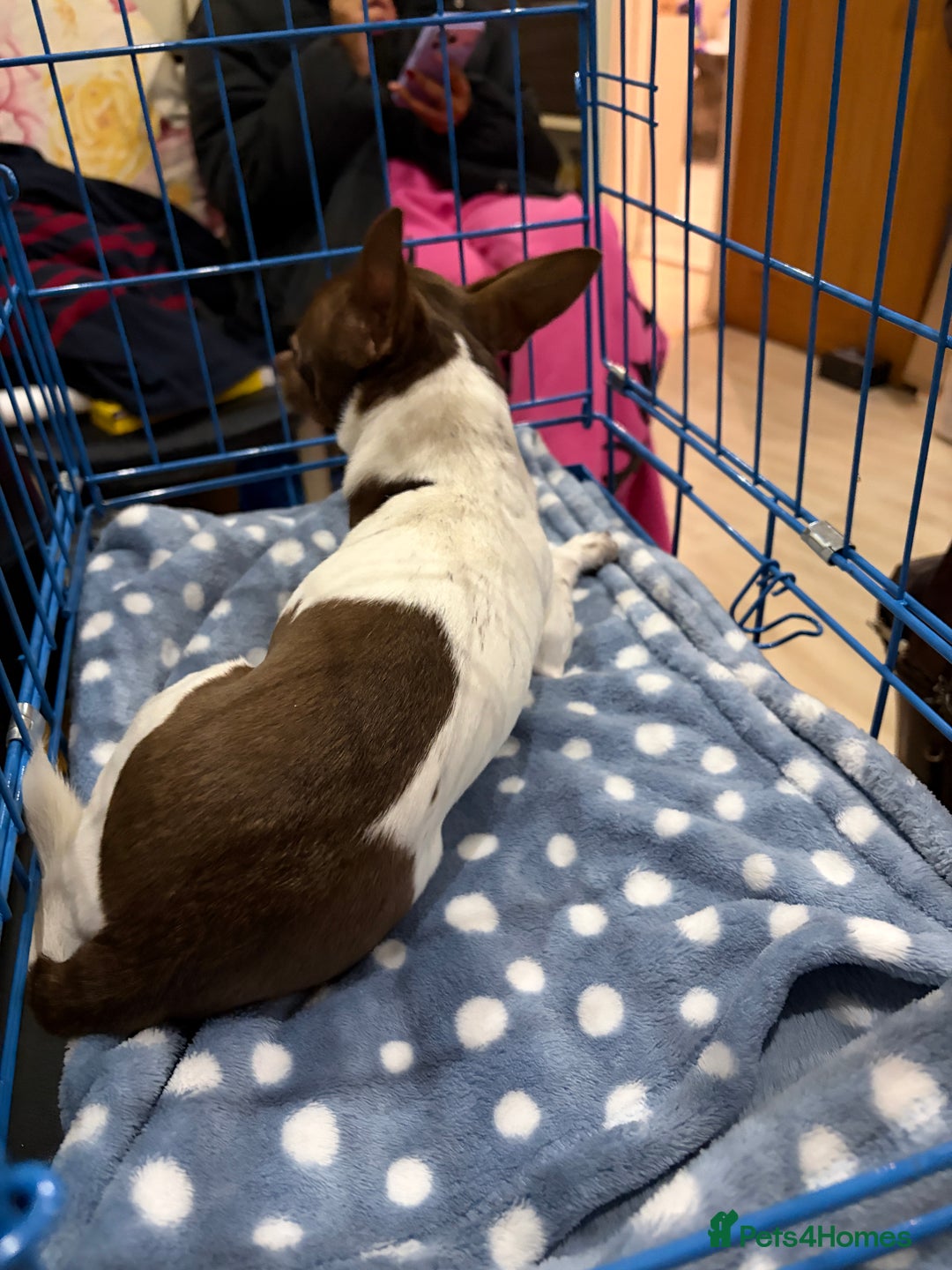 Chihuahua dogs for sale: Pure Breed Chihuahua male - Advert 6