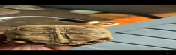 Tortoise reptiles for sale: Leopard Tortoise  - Advert 6
