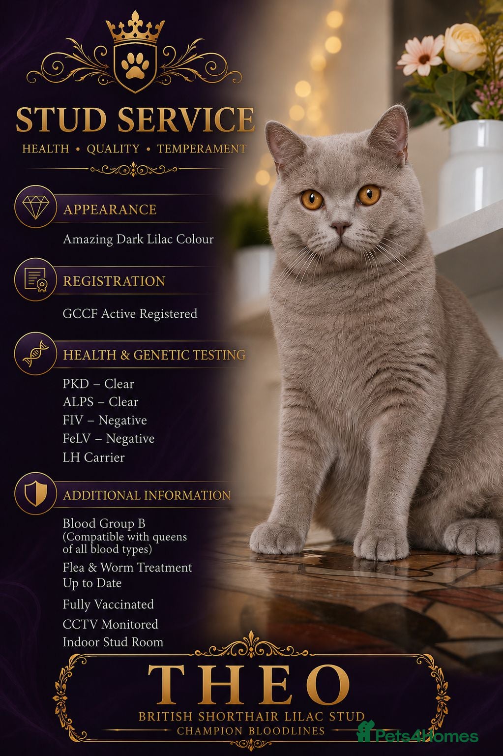 British Shorthair cats GCCF British Shorthair STUD - Advert 1