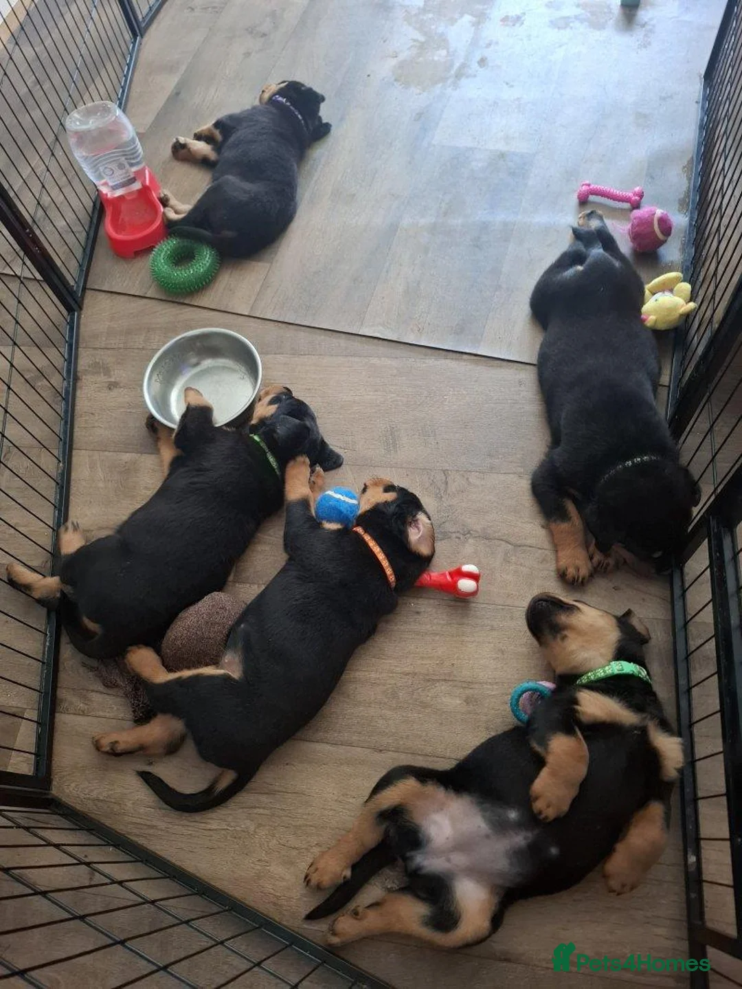 Rottweiler dogs for sale: Courageous, Intelligent & Devoted Rottweilers in Hull - Advert 1