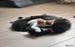Mixed Breed cats for sale: Female kittens  - Image 4