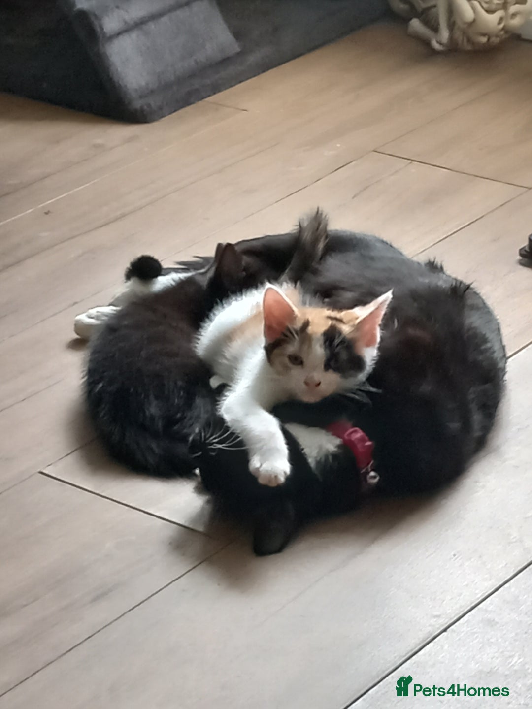 Mixed Breed cats for sale: Female kittens  - Image 4