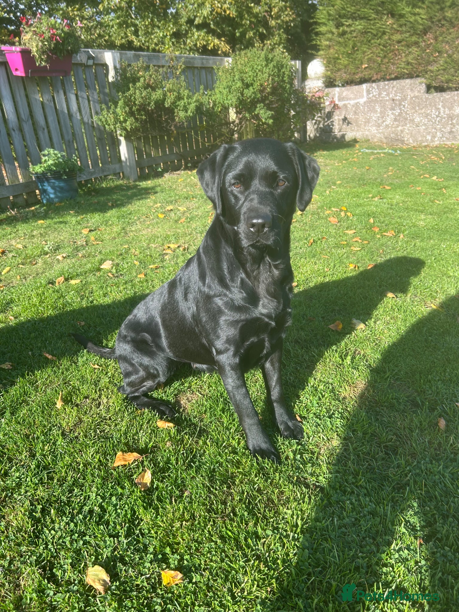 Labrador Retriever dogs Beautiful Black Labrador Puppies - Advert 1