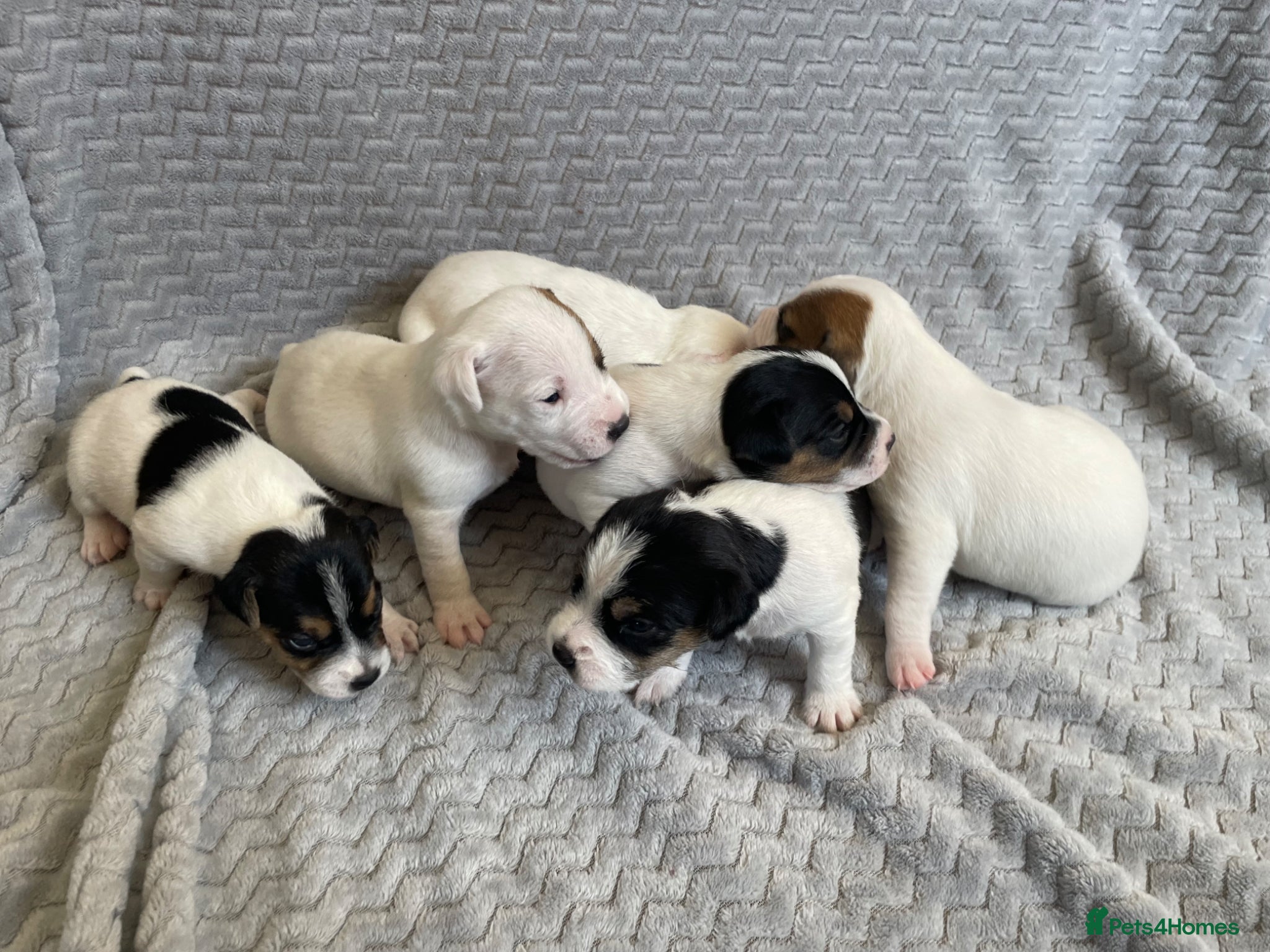 Parson Russell dogs Parsons Russell Puppies - Advert 2