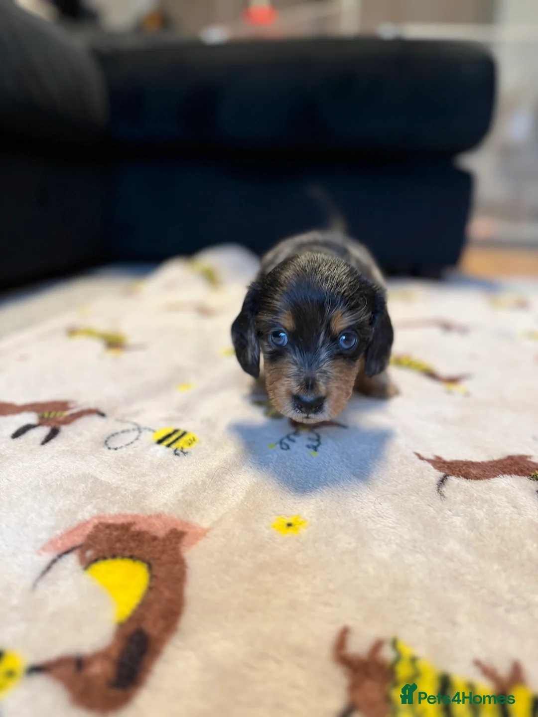 Miniature Dachshund dogs for sale: 6 beautiful miniature dachshunds puppies for sale in Kettering - Advert 15