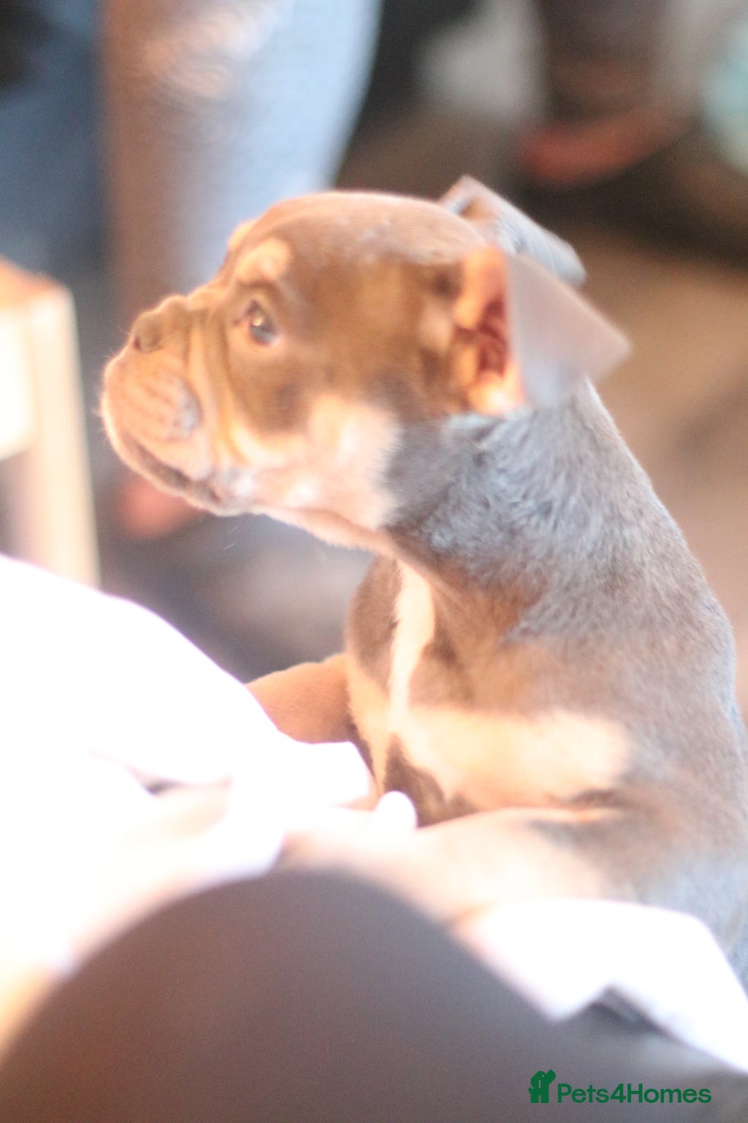 Dorset Olde Tyme Bulldogge dogs for sale: Victorian bulldogs - Advert 9