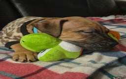 Mixed Breed dogs for sale: Bullmastiff x puppies 🐶  - Advert 39