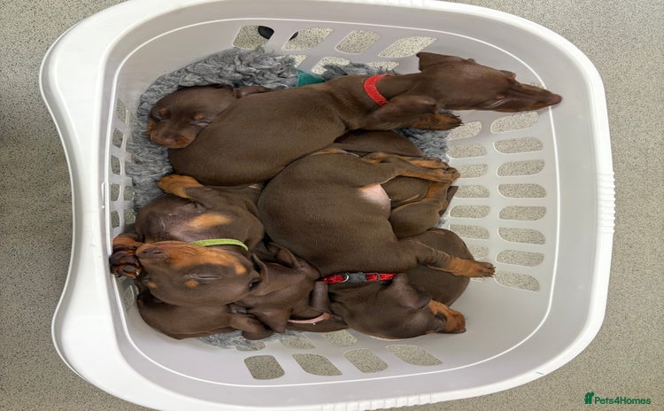 Miniature Dachshund dogs - Advert 3