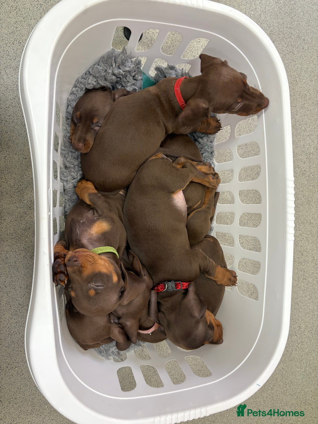 Miniature Dachshund dogs for sale: Miniature dachshund puppies  - Image 1