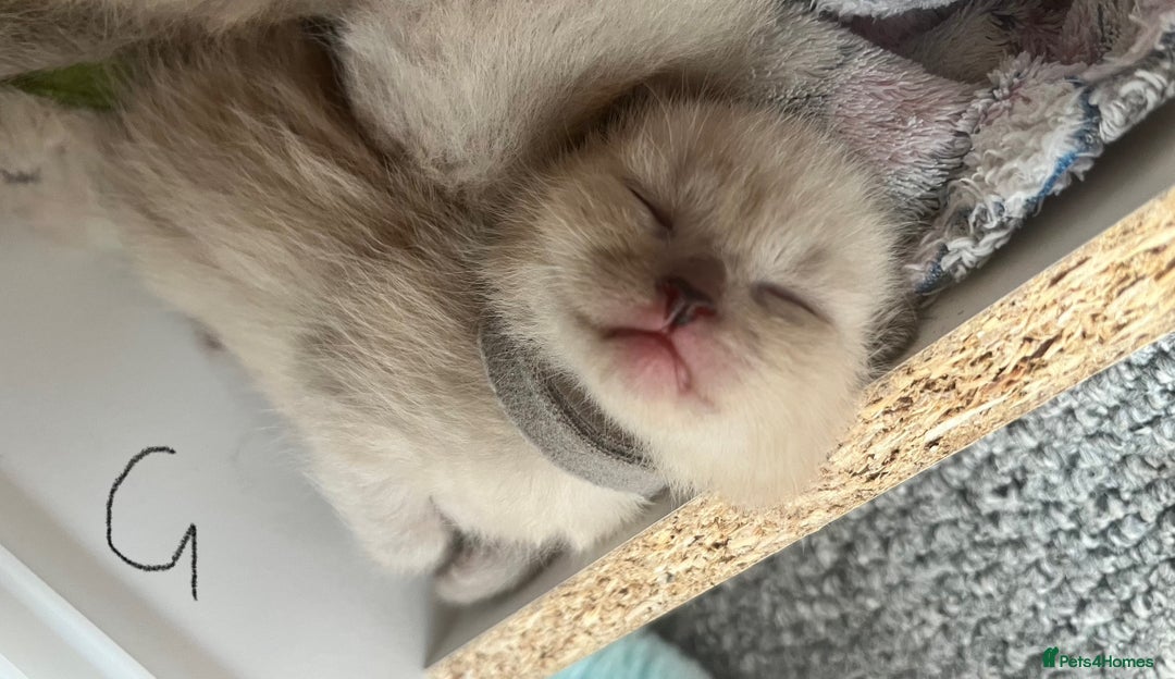 Ragdoll cats for sale: Ragdoll X Sphynx kittens  - Image 5