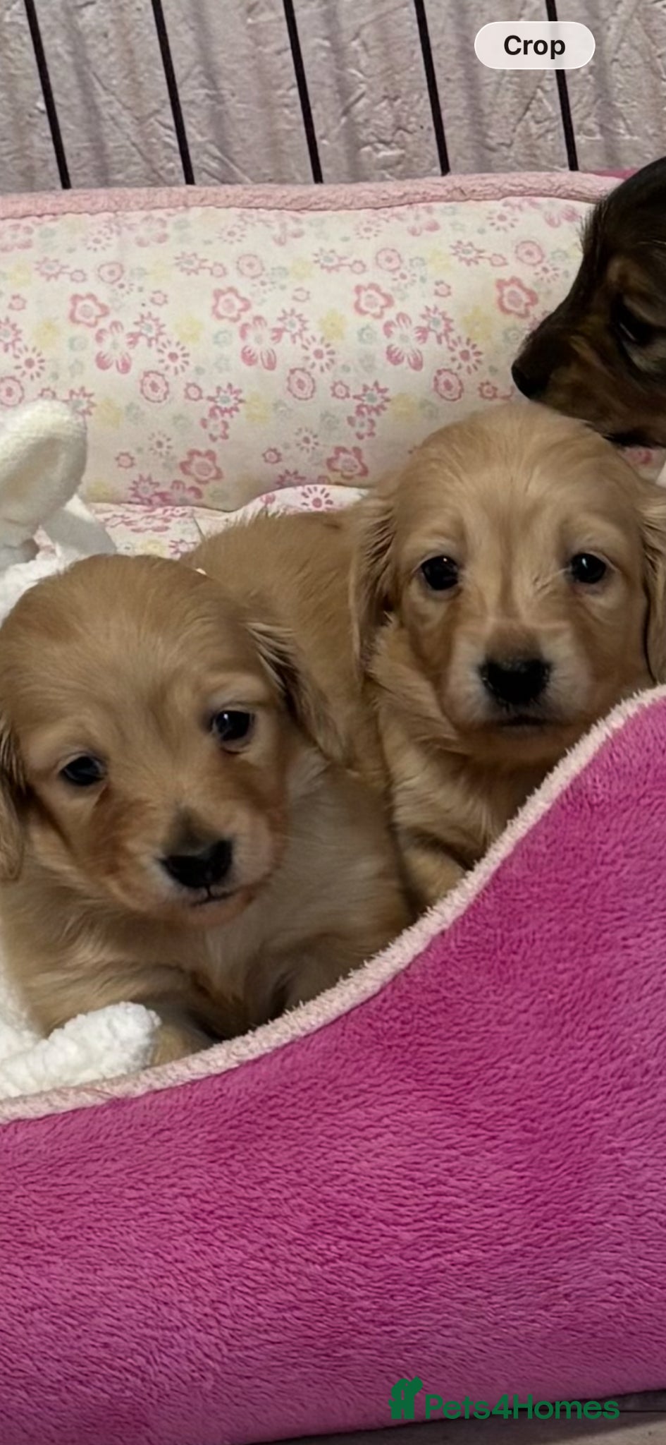 Miniature Dachshund dogs KC Miniature Long Haired English Cream Dachshunds  - Advert 2
