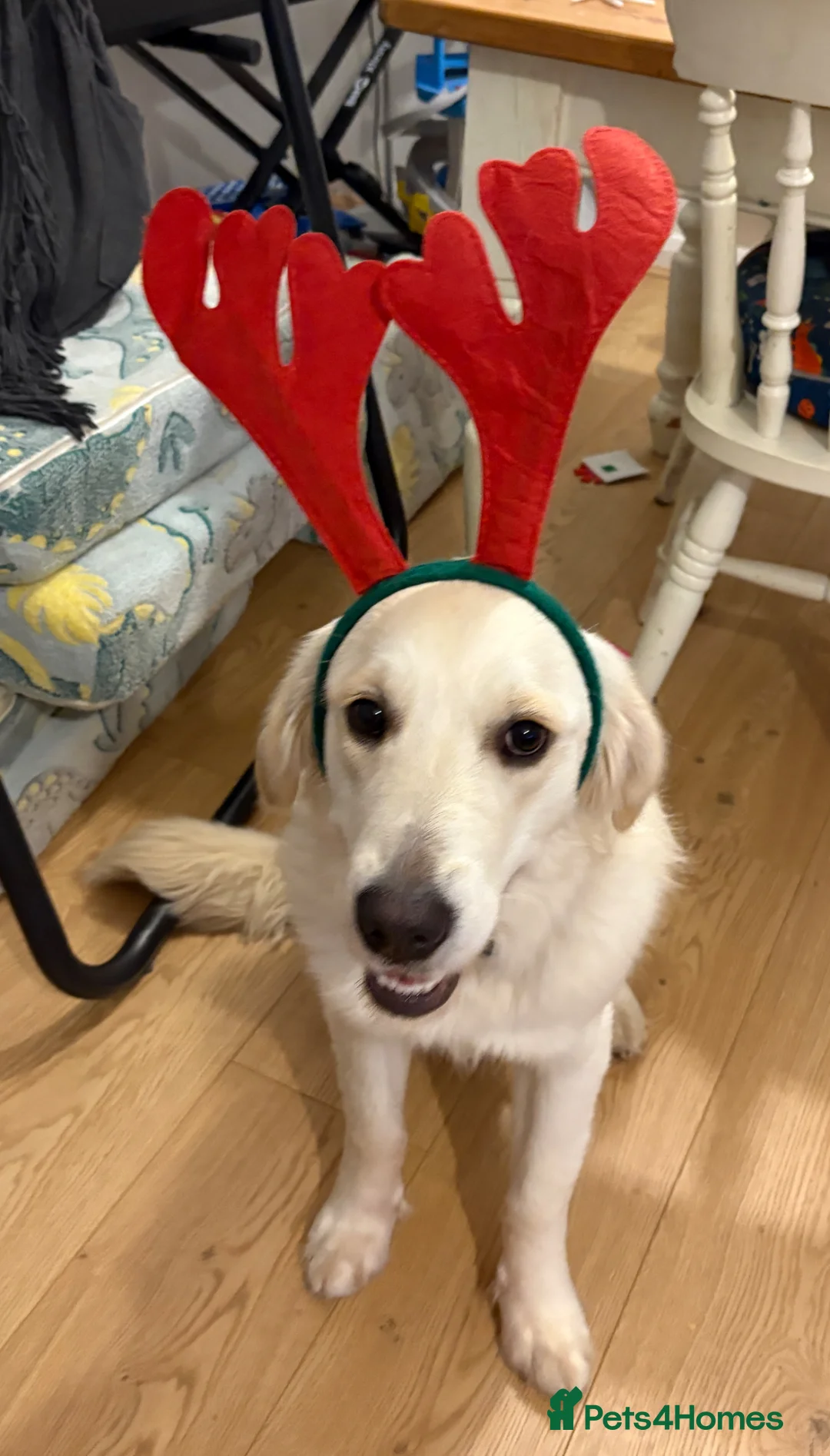 Golden Retriever dogs for sale: Female golden retriever  in Thetford - Advert 6