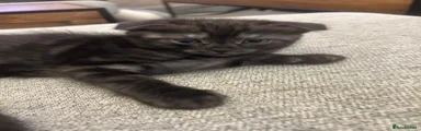 Scottish Fold Kitten 4