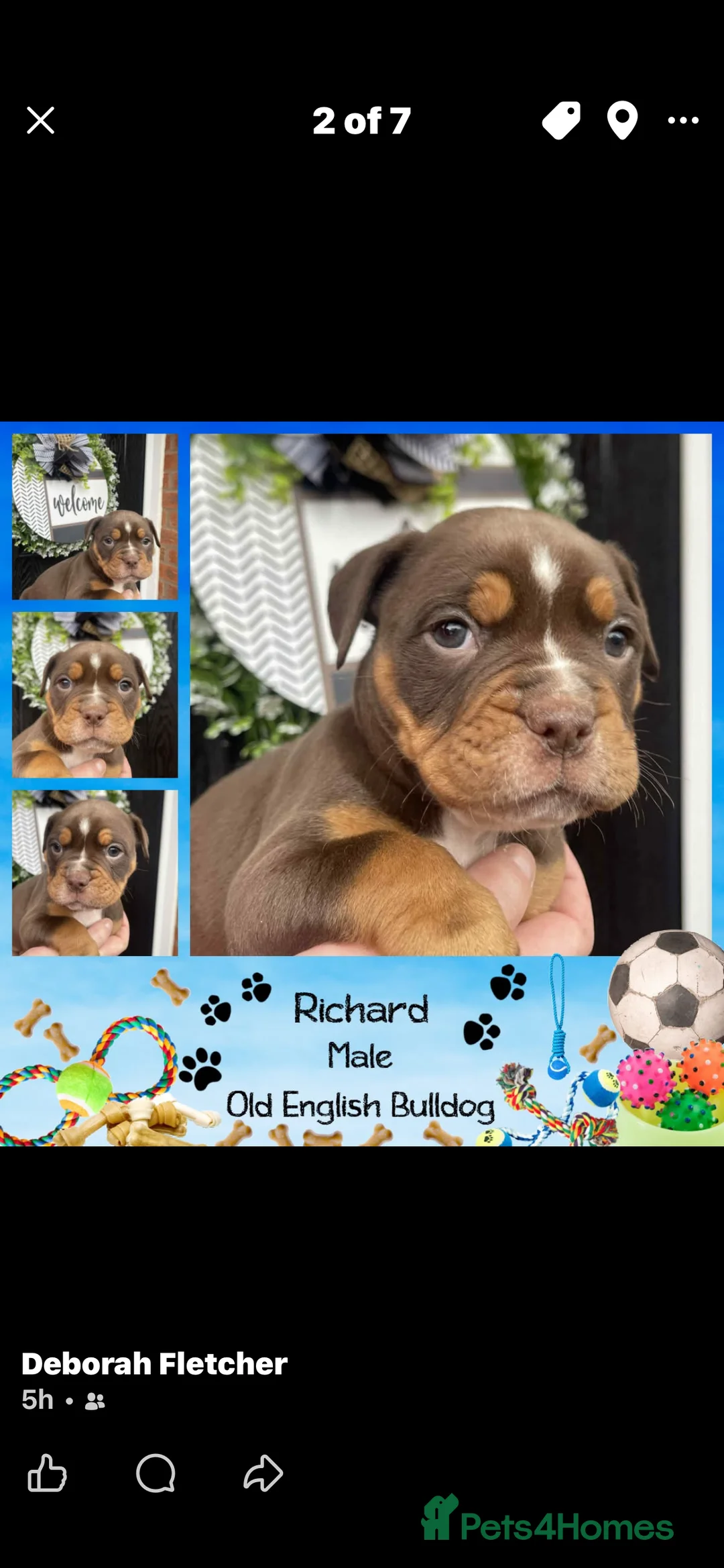 Olde English Bulldogge dogs for sale: Olde English Bulldogs - Advert 19
