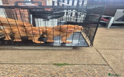 Dogue De Bordeaux dogs for sale: Dogue de bordeux  puppies  - Image 11