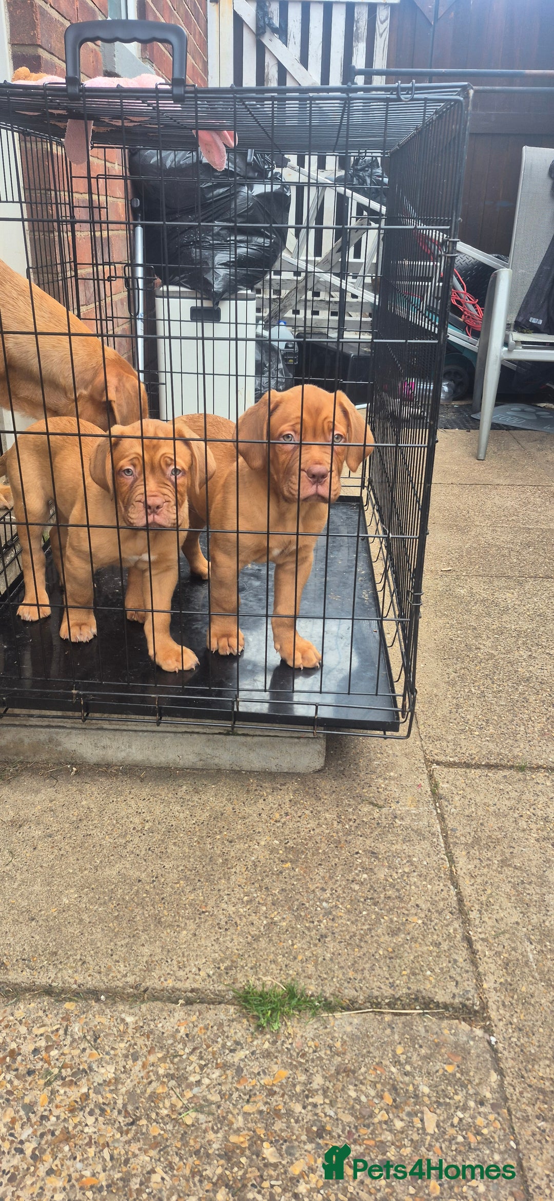 Dogue De Bordeaux dogs for sale: Dogue de bordeux  puppies  - Image 11