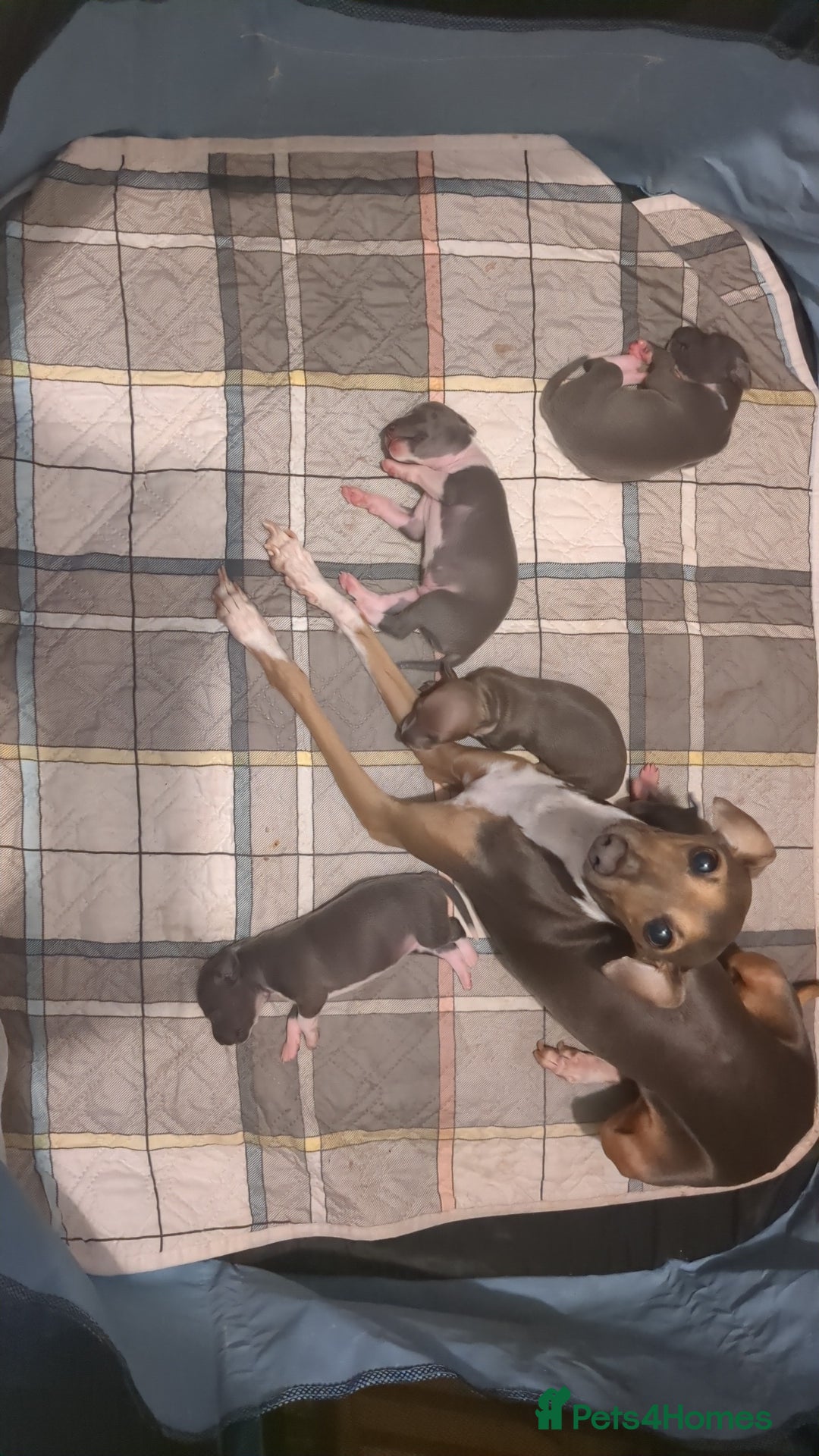 Italian Greyhound dogs for sale: Beautiful KC registered ITALIAN GREYHOUNDS  - Image 3