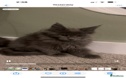 Maine Coon cats for sale: Maine Coon girls READY NOW Russian sired  - Image 34