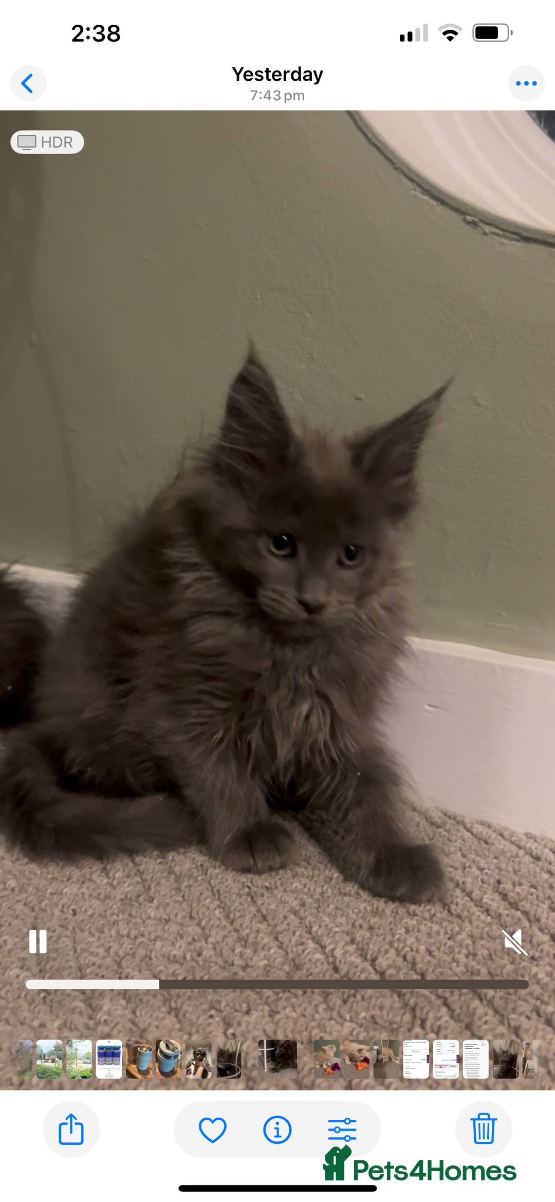 Maine Coon cats for sale: Maine Coon girls READY NOW Russian sired  - Image 34