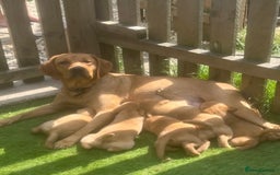Labrador Retriever dogs for sale: Beautiful fox red Labrador pups - Image 16