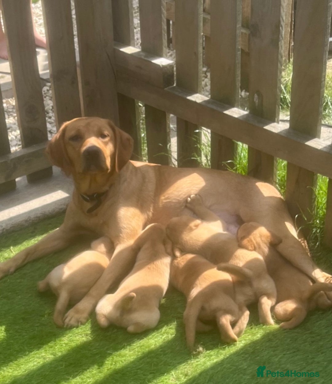 Labrador Retriever dogs for sale: Beautiful fox red Labrador pups - Image 16