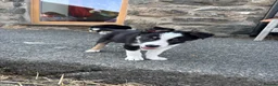Border Collie dogs for sale: 5 beautiful, playful bordercollie puppies - Advert 6