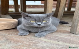 British Shorthair cats for sale: British shorthair male kitten  - Image 5