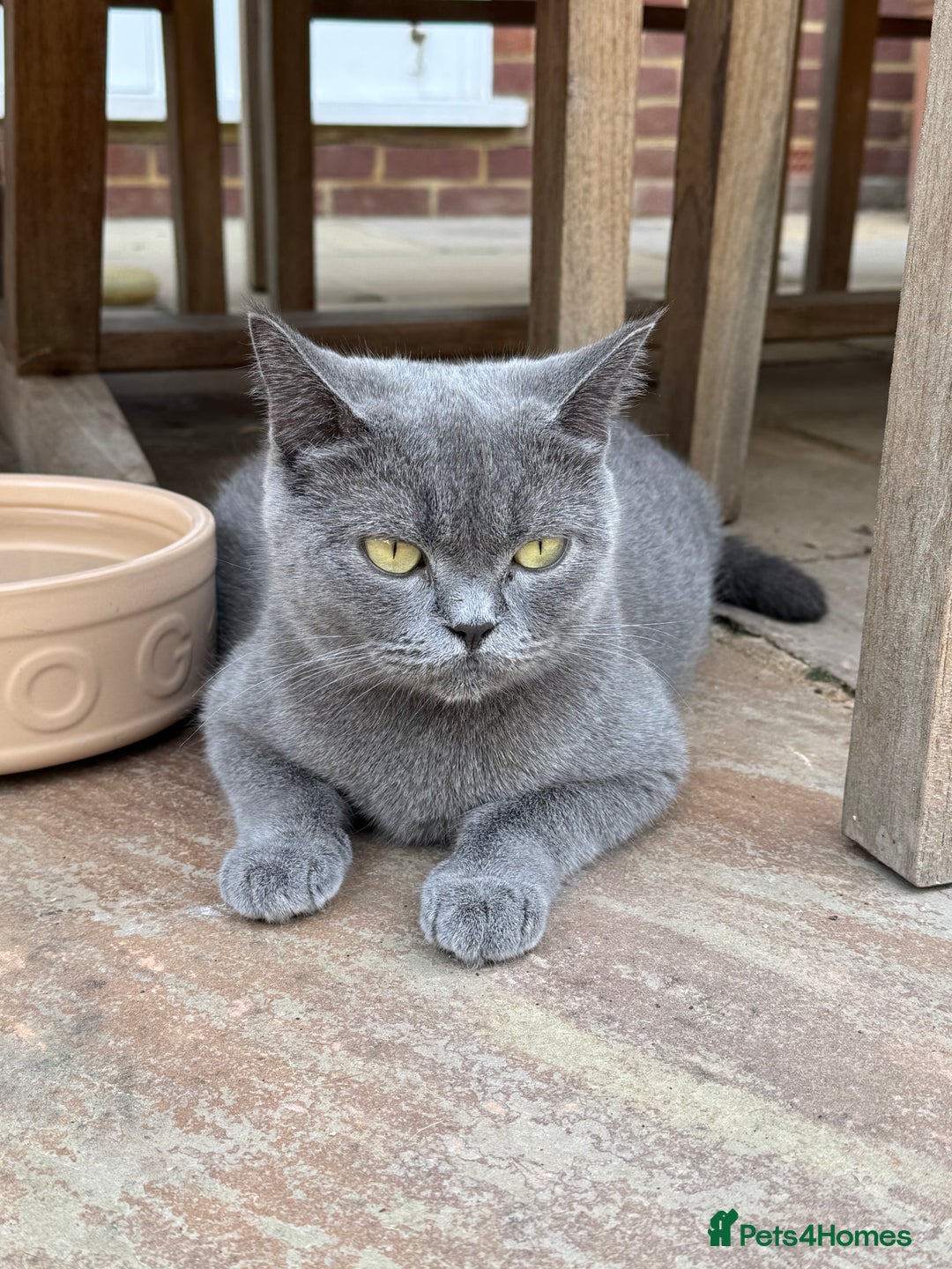 British Shorthair cats for sale: British shorthair male kitten  - Image 5