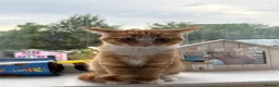 Mixed Breed cats for sale: Fluffy Ginger and White Female Kitten - Advert 14