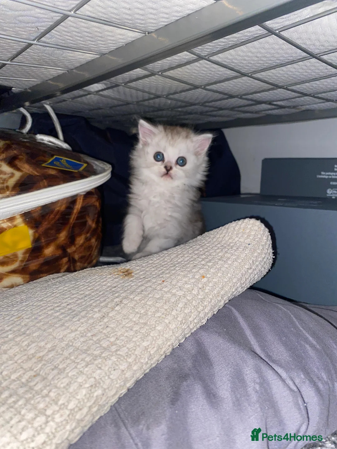 Persian cats for sale: ✨ REHOMED ✨  Meet Riri the Persian chinchilla!  - Advert 6