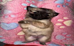 Chihuahua dogs for sale: Tiny Long-Haired Chihuahua Puppies - Image 19