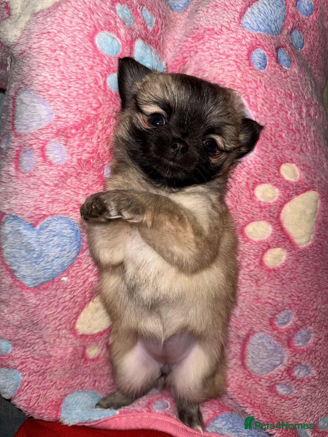 Chihuahua dogs for sale: Tiny Long-Haired Chihuahua Puppies - Image 19