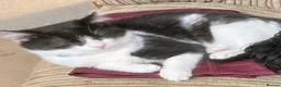 Mixed Breed cats for sale: Lovely black and white cat - Advert 2