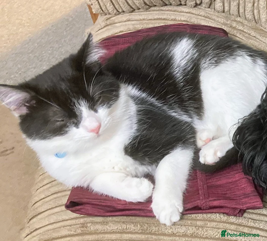 Mixed Breed cats for sale: Lovely black and white cat - Advert 2