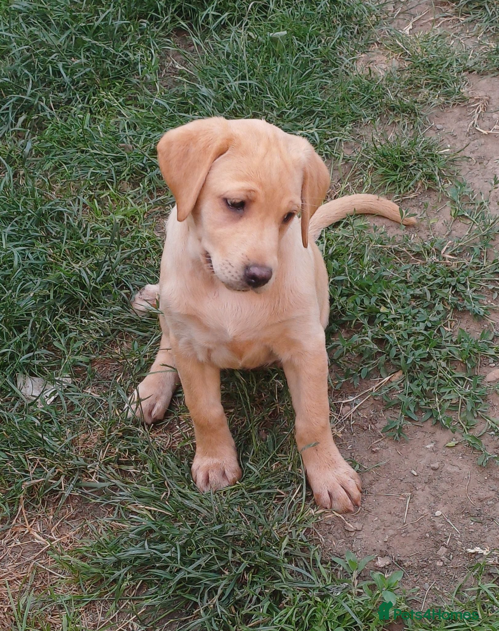 Labrador Retriever dogs *LAST GIRL READY TO GO*  - Advert 2