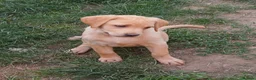 Labrador Retriever dogs for sale: *YELLOW GIRL READY TO GO*  - Advert 2