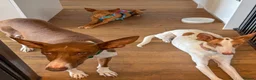 Ibizan Hound dogs for adoption: Cris - sweet female Podenco  in Ware - Advert 7
